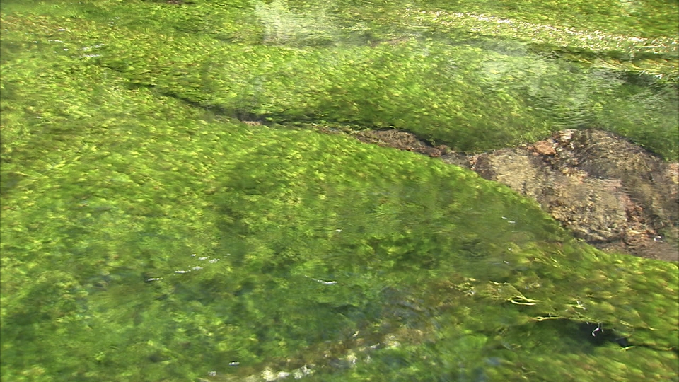 水輝く牛渡川 ６０秒 テレビ歳時記
